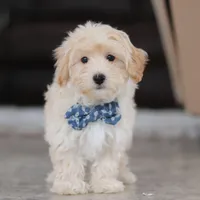 Clark, a male Maltipoo for sale in Baltic, OH – Photo 3 of 10