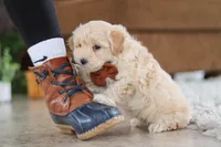 Clark, a male Maltipoo for sale in Baltic, OH – Photo 2 of 6