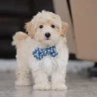 Clark, a male Maltipoo for sale in Baltic, OH – Photo 8 of 10