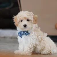 Clark, a male Maltipoo for sale in Baltic, OH – Photo 2 of 10