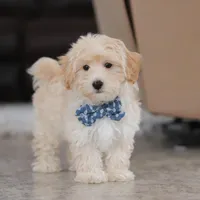 Clark, a male Maltipoo for sale in Baltic, OH – Photo 7 of 10