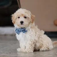 Clark, a male Maltipoo for sale in Baltic, OH – Photo 5 of 10