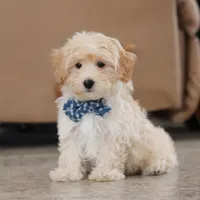 Clark, a male Maltipoo for sale in Baltic, OH – Photo 6 of 10