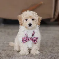Clark, a male Maltipoo for sale in Baltic, OH – Photo 10 of 10