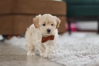 Clark, a male Maltipoo for sale in Baltic, OH – Photo 5 of 6