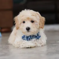 Clark, a male Maltipoo for sale in Baltic, OH – Photo 4 of 10