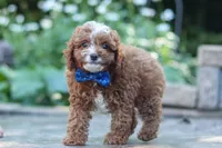 Chase, a male Cavapoo for sale in Baltic, OH – 6 of 8