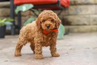 Maverick, a male Poodle - Miniature  for sale in Baltic, OH – 2 of 5