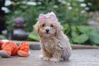 Lilly, a female Maltipoo for sale in Baltic, OH – 2 of 7