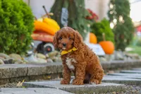 Benji, a male Cavapoo for sale in Baltic, OH – 4 of 10
