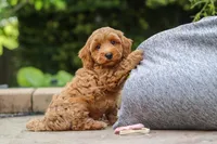 Ranger, a male Maltipoo for sale in Baltic, OH – 1 of 6