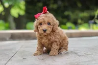 Lottie, a female Maltipoo for sale in Baltic, OH – 3 of 5