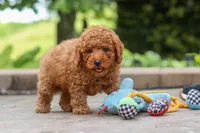 Karter, a male Poodle - Miniature  for sale in Baltic, OH – 2 of 7
