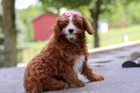 Levy, a female Cavapoo for sale in Baltic, OH – Photo 1 of 6