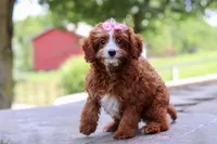 Levy, a female Cavapoo for sale in Baltic, OH – Photo 5 of 6