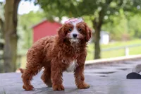 Levy, a female Cavapoo for sale in Baltic, OH – Photo 3 of 6