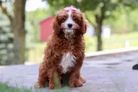 Levy, a female Cavapoo for sale in Baltic, OH – Photo 4 of 6