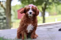 Levy, a female Cavapoo for sale in Baltic, OH – Photo 2 of 6