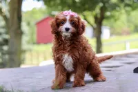 Levy, a female Cavapoo for sale in Baltic, OH – Photo 6 of 6