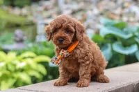 Knox, a male Maltipoo for sale in Baltic, OH – 2 of 6