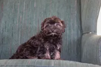 Lora, a female Morkie for sale in Baltic, OH – Photo 2 of 7