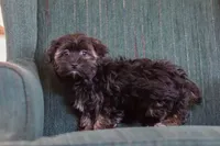 Lora, a female Morkie for sale in Baltic, OH – Photo 6 of 7