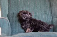 Lora, a female Morkie for sale in Baltic, OH – Photo 7 of 7