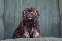 Lora, a female Morkie for sale in Baltic, OH – Photo 4 of 7