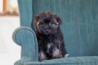 Lora, a female Morkie for sale in Baltic, OH – Photo 5 of 7