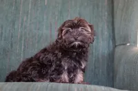 Lora, a female Morkie for sale in Baltic, OH – Photo 1 of 7