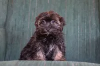 Lora, a female Morkie for sale in Baltic, OH – Photo 3 of 7