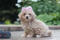 Lilly, a female Maltipoo for sale in Baltic, OH – 5 of 7