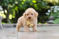 Scout, a male Schnoodle for sale in Baltic, OH – 4 of 7