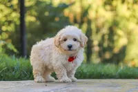 Ollie, a male Maltipoo for sale in Baltic, OH – 2 of 10