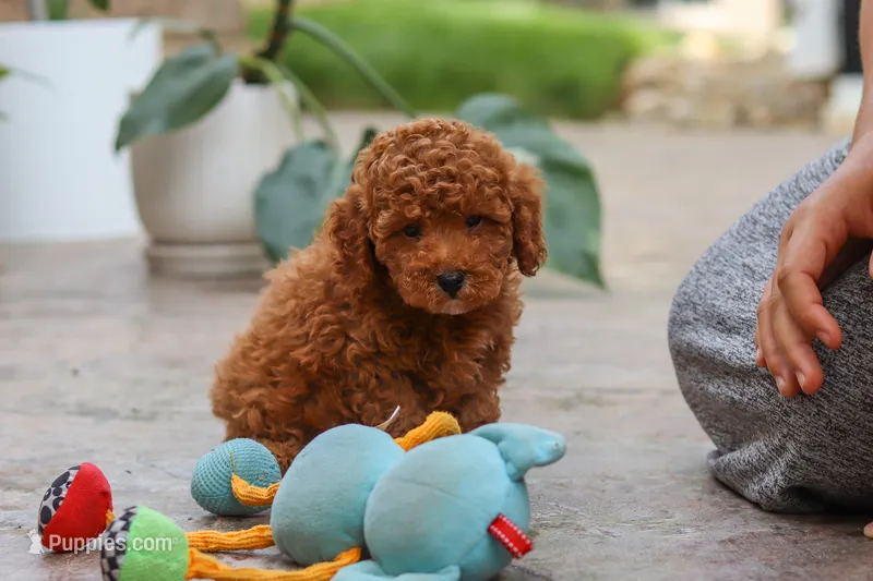 Oakley – Poodle - Miniature  puppy for sale in Baltic, OH