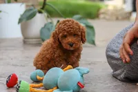Oakley, a male Poodle - Miniature  for sale in Baltic, OH – 1 of 6