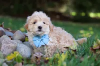 Buddy, a male Maltipoo for sale in Baltic, OH – 2 of 6