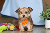 Timmy, a male Morkie for sale in Baltic, OH – Photo 2 of 4