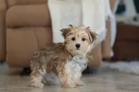 Timmy, a male Morkie for sale in Baltic, OH – Photo 3 of 4
