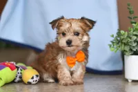 Timmy, a male Morkie for sale in Baltic, OH – Photo 3 of 4