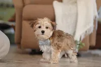 Timmy, a male Morkie for sale in Baltic, OH – Photo 1 of 4