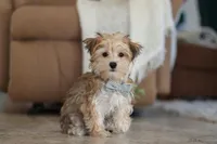 Timmy, a male Morkie for sale in Baltic, OH – Photo 2 of 4