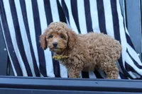 James, a male Poodle - Miniature  for sale in Baltic, OH – 9 of 10
