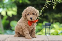 Marley, a male Maltipoo for sale in Baltic, OH – 2 of 6