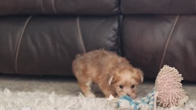 Chase , a male Morkie for sale in Baltic, OH – 7 of 7