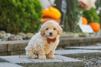 Archie, a male Maltipoo for sale in Baltic, OH – 9 of 10
