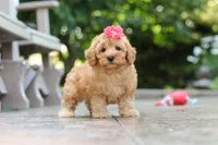 Nora, a female Schnoodle for sale in Baltic, OH – 2 of 7