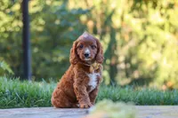 Blake, a male Cavapoo for sale in Baltic, OH – 9 of 10