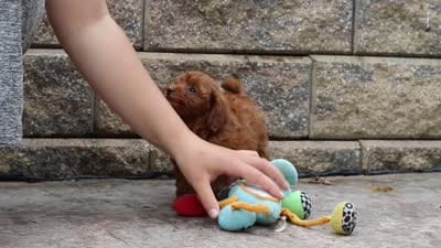 Posie, a female Maltipoo for sale in Baltic, OH – 6 of 6