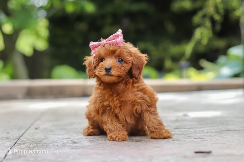 Posie – Maltipoo puppy for sale in Baltic, OH